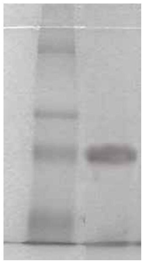 Method for separating protein from sphacelotheca reiliana and application thereof