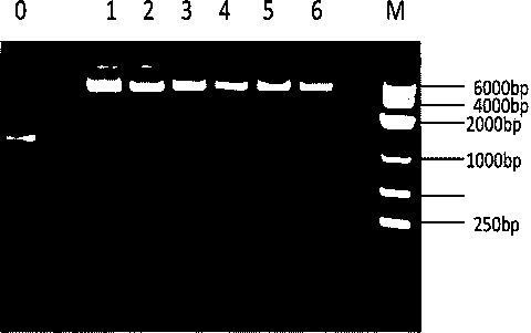 High-immobilization-tendency heparinase I coding gene and protein thereof