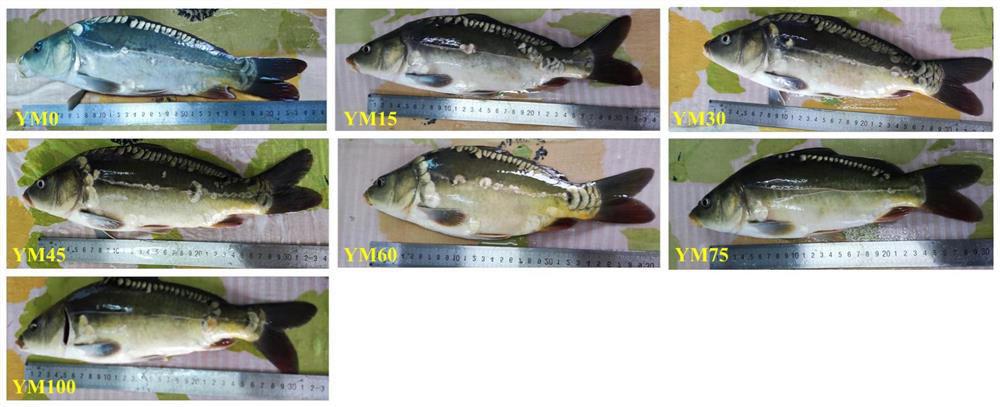 Feed for improving body color of cyprinus carpio