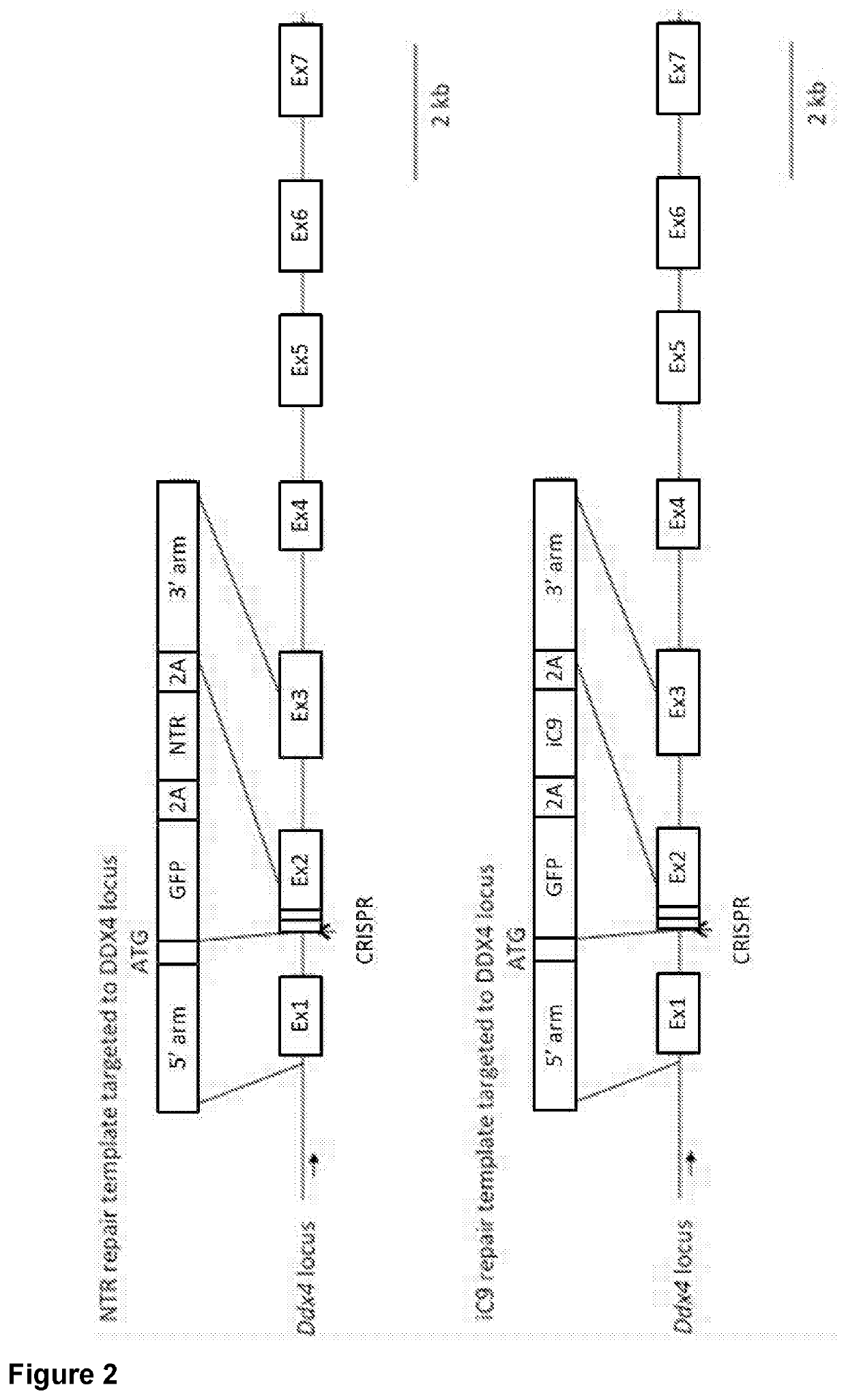 Genetically modified sterile avians and method for the reconstitution thereof