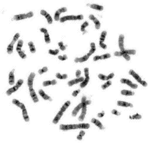 Manufacturing method for marrow chromosome G band