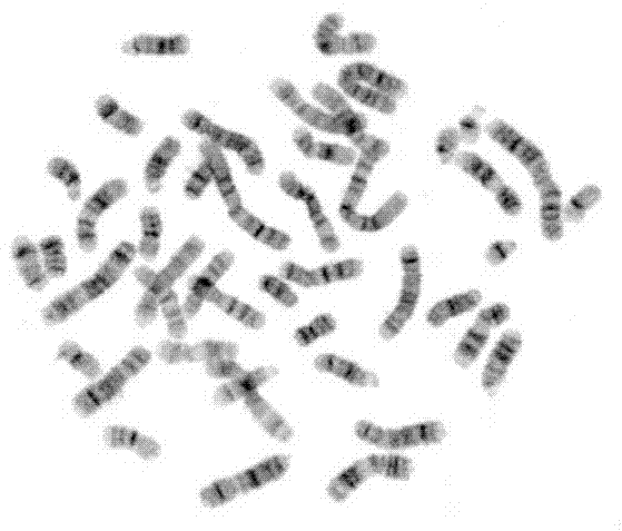 Manufacturing method for marrow chromosome G band