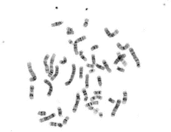 Manufacturing method for marrow chromosome G band