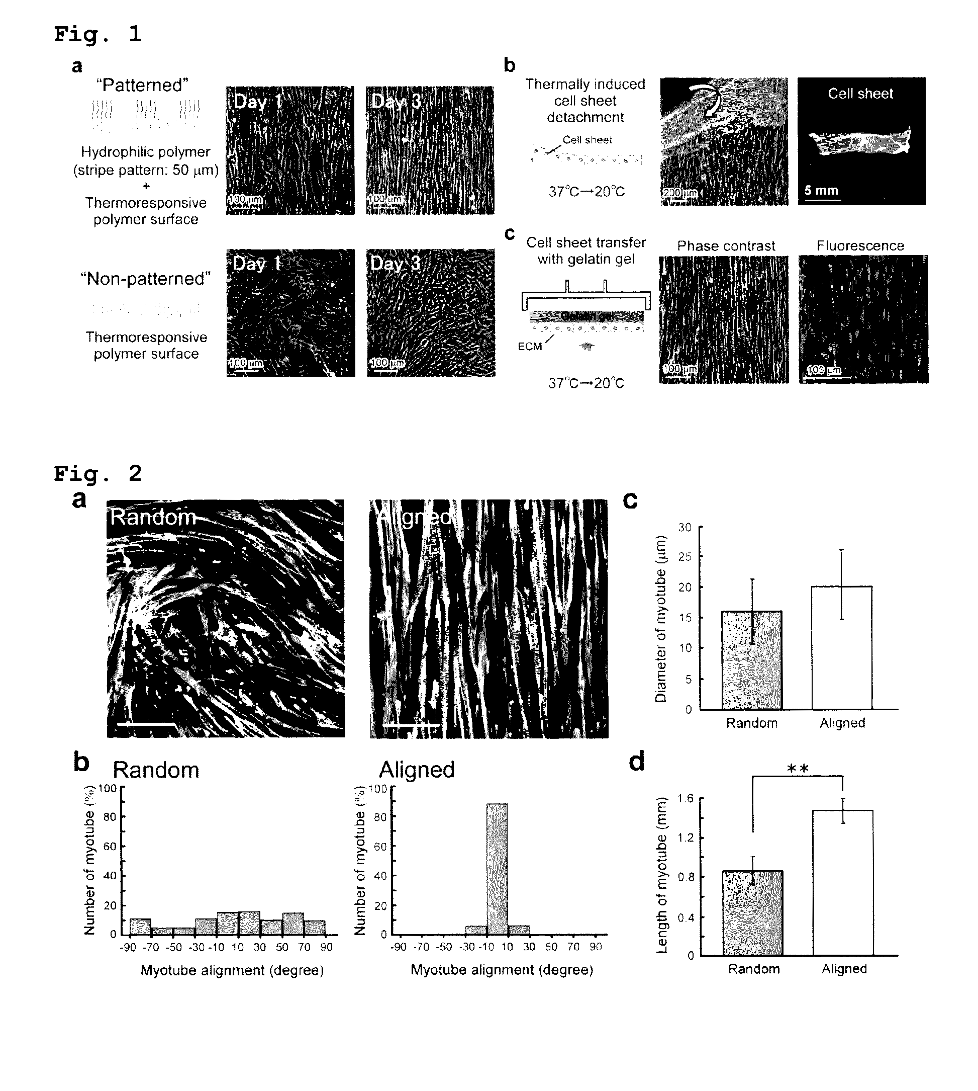 Layered cell sheets containing myoblasts and method for producing same