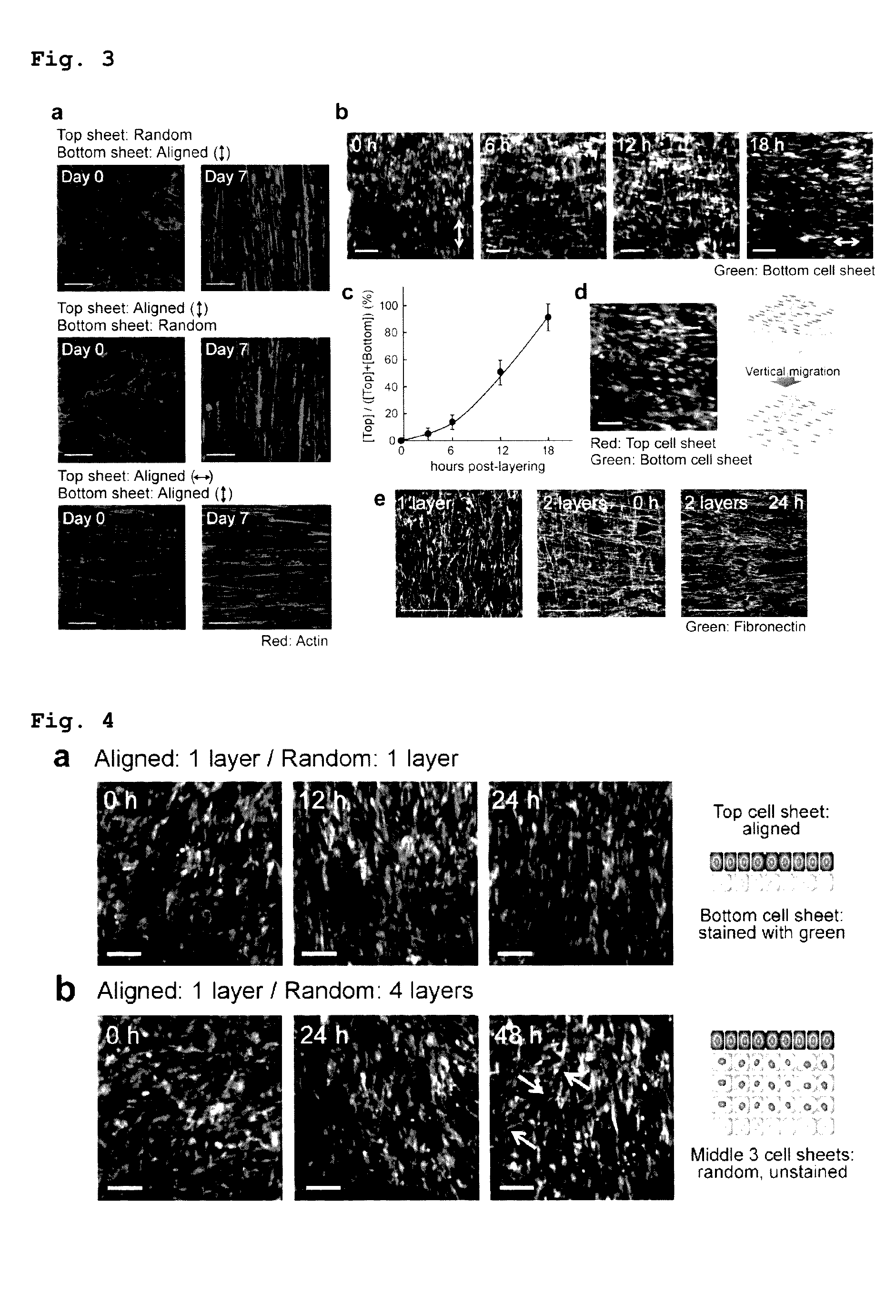 Layered cell sheets containing myoblasts and method for producing same