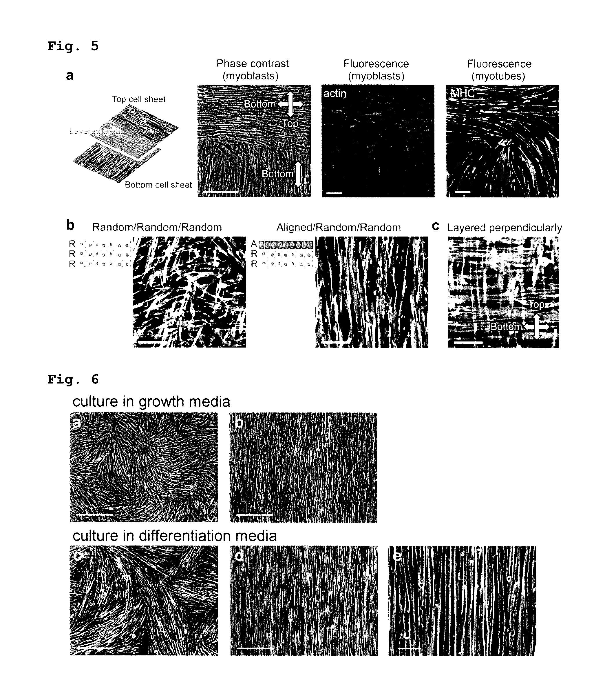 Layered cell sheets containing myoblasts and method for producing same