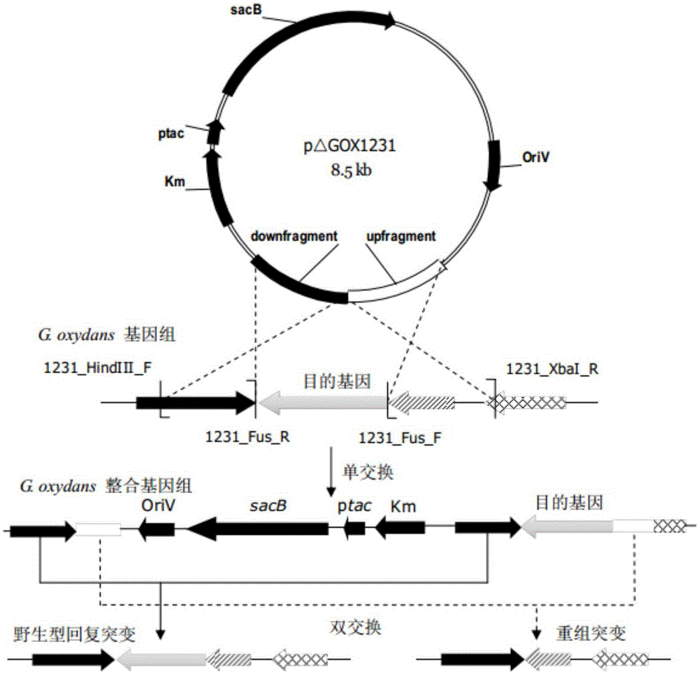 Gluconobacter gene traceless knockout system and application
