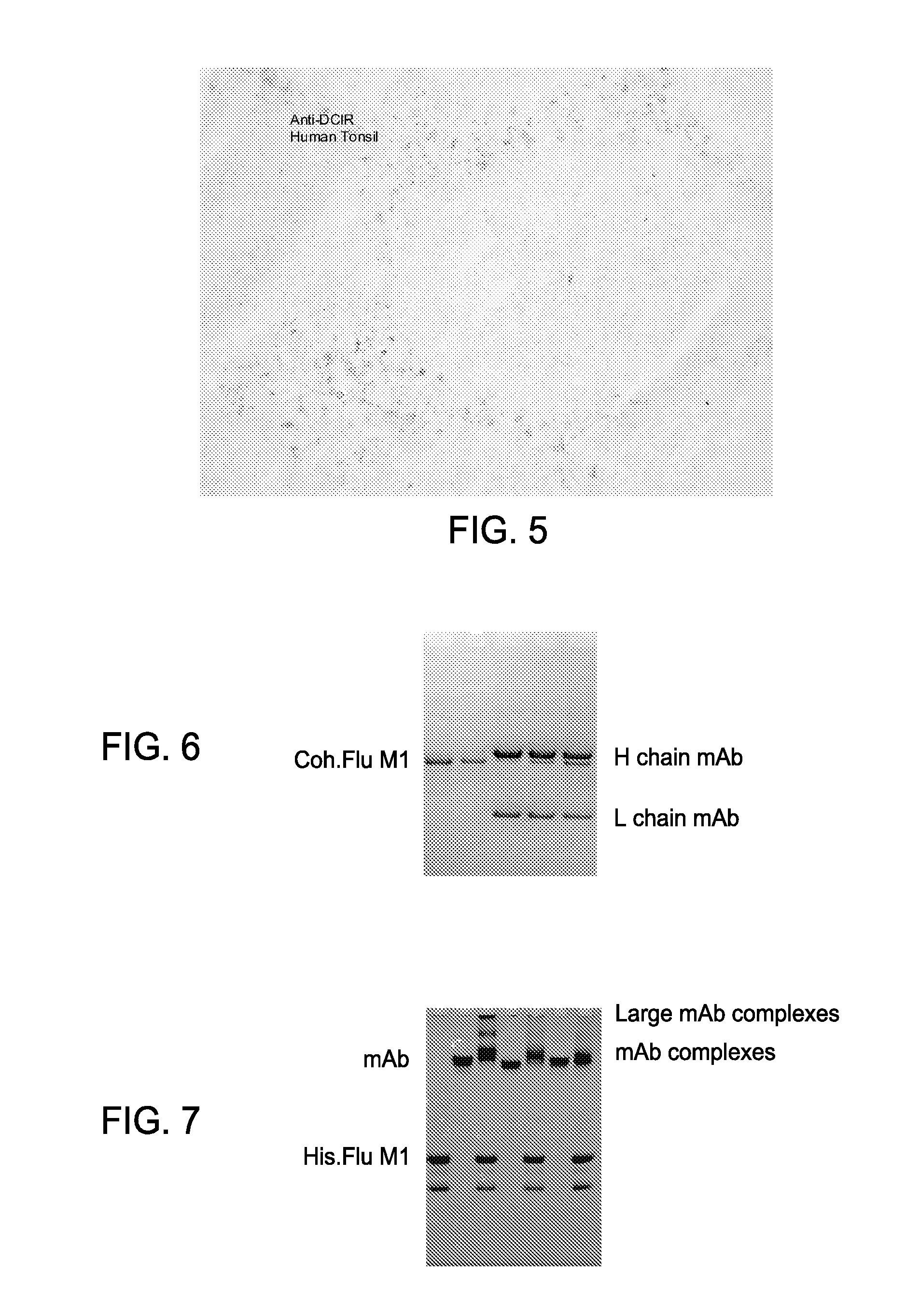 Vaccines Based on Targeting Antigen to DCIR Expressed on Antigen-Presenting Cells