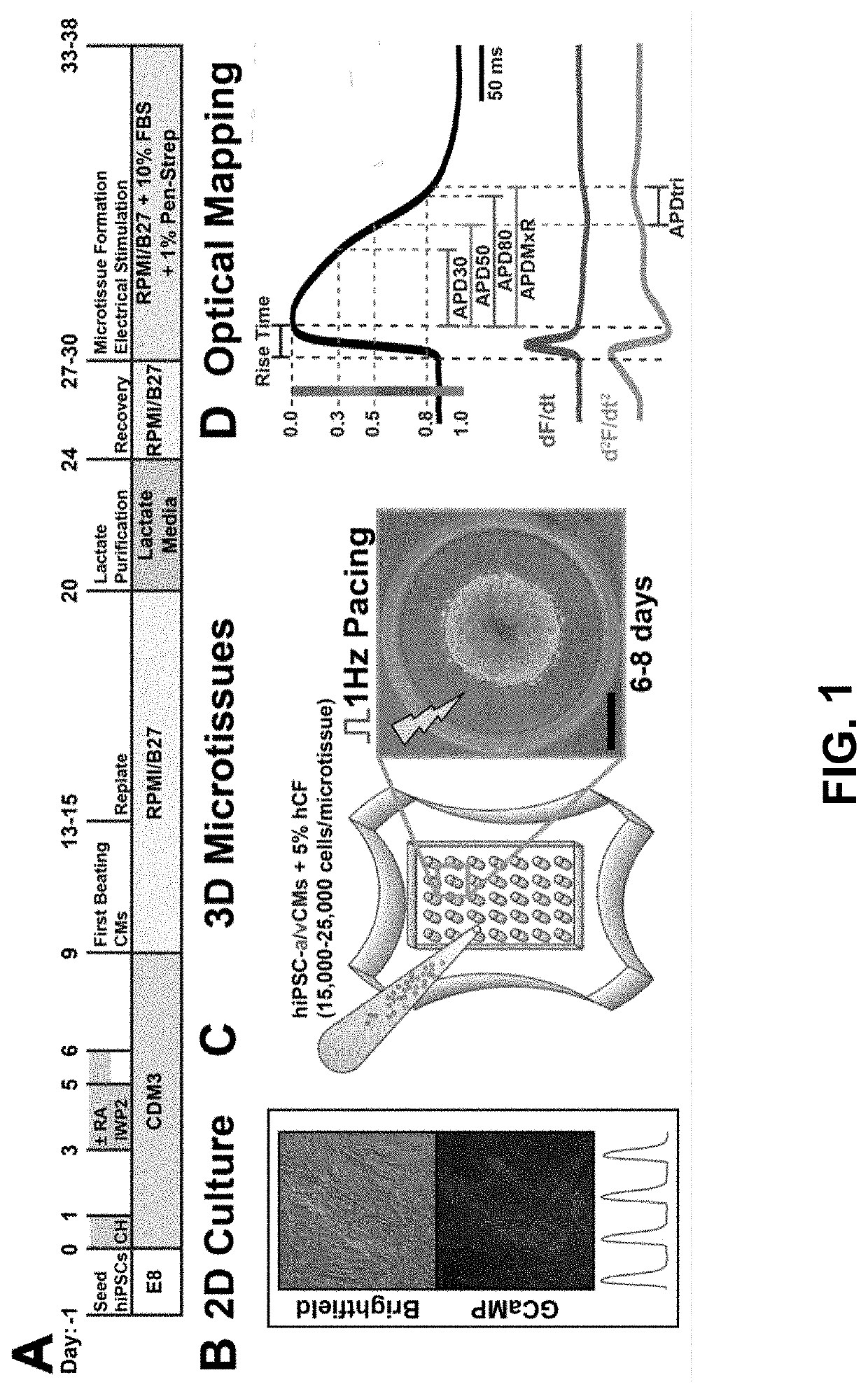 Atrial cardiac microtissues for chamber-specific arrhythmogenic toxicity responses