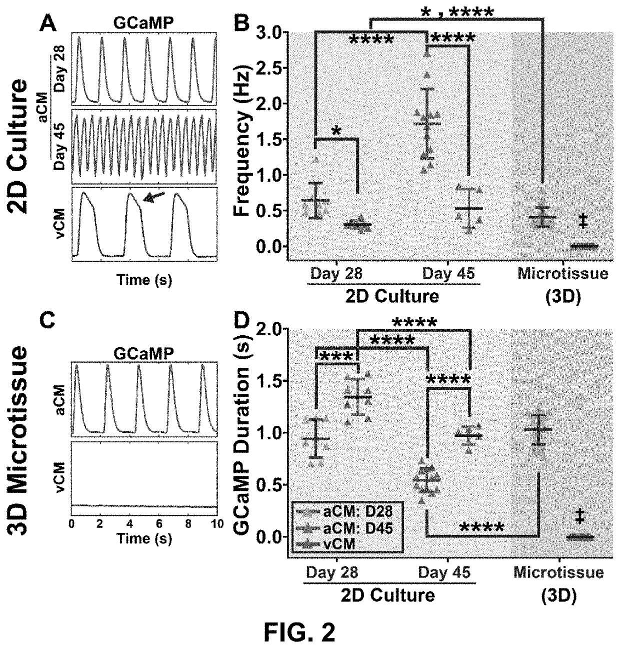 Atrial cardiac microtissues for chamber-specific arrhythmogenic toxicity responses