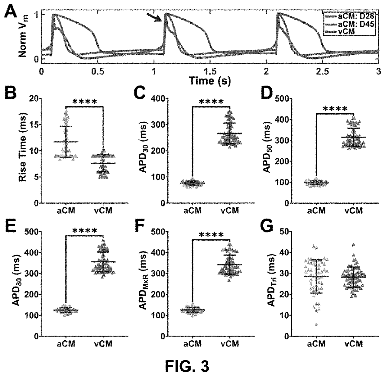 Atrial cardiac microtissues for chamber-specific arrhythmogenic toxicity responses