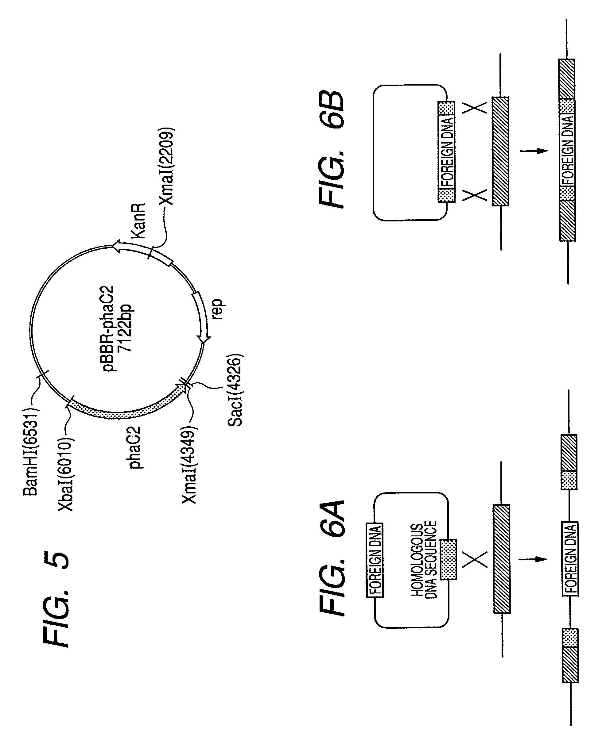 Isogenic strain line of bacterium for producing polyhydroxyalkanoate in which polyhydroxyalkanoate synthase gene is disrupted and method for producing polyhydroxyalkanoate using the same