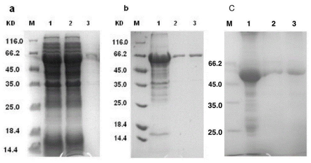 Mycobacterium tuberculosis fusion protein (EAMMH) and constructing, expressing and purifying method and application thereof