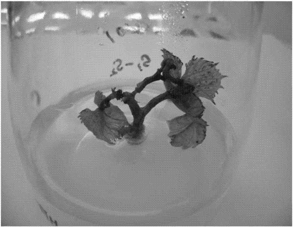 Tissue culture medium of Vitis vinifera and method for tissue culture of Vitis vinifera