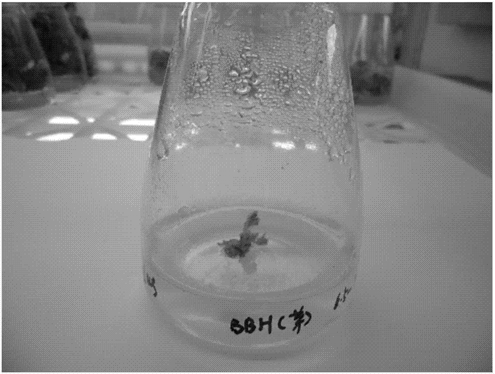 Tissue culture medium of Vitis vinifera and method for tissue culture of Vitis vinifera