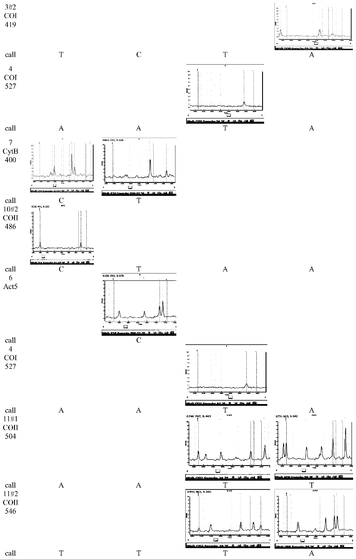 Method for identifying varieties of aedes based on PCR-MS (polymerase chain reaction-mass spectrum) scanning