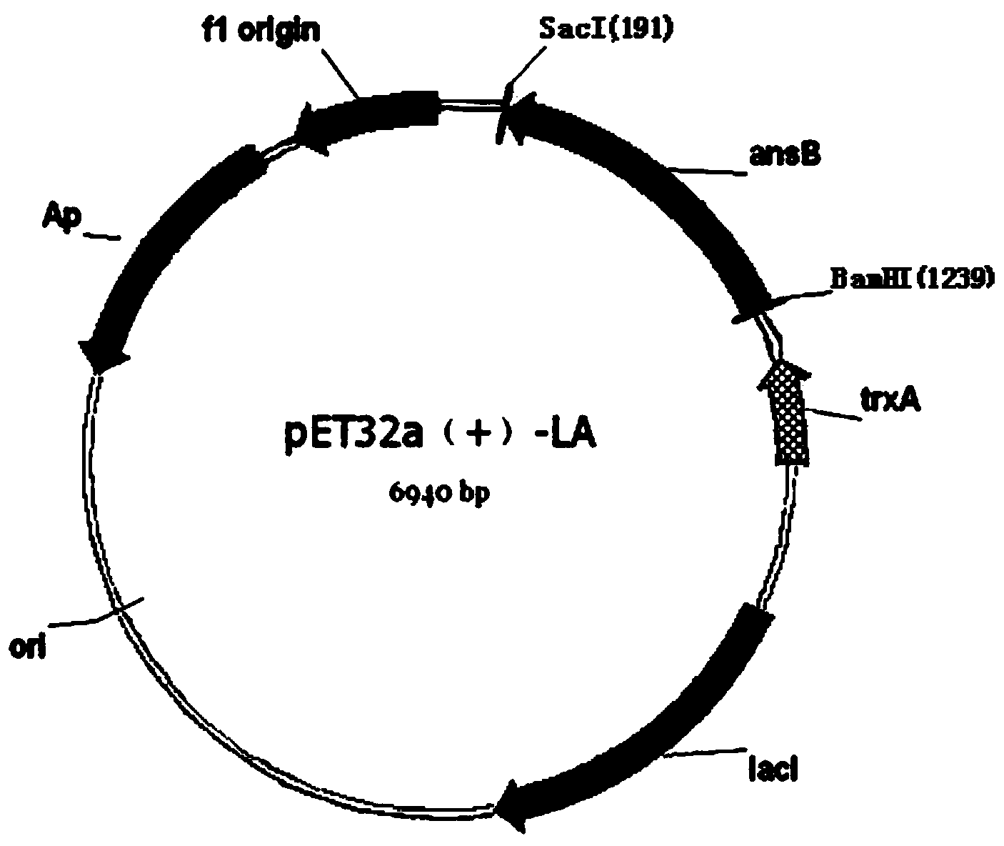 Method for efficiently expressing L-asparaginase II by recombinant escherichia coli