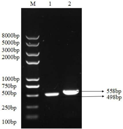 Preparation and application of an att fusion protein for preventing Staphylococcus aureus infection