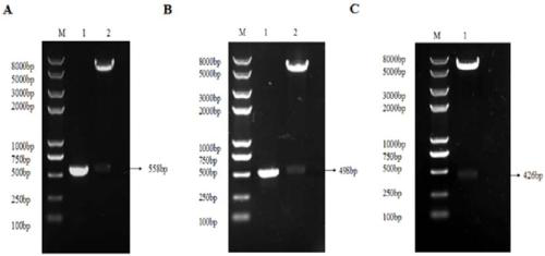 Preparation and application of an att fusion protein for preventing Staphylococcus aureus infection