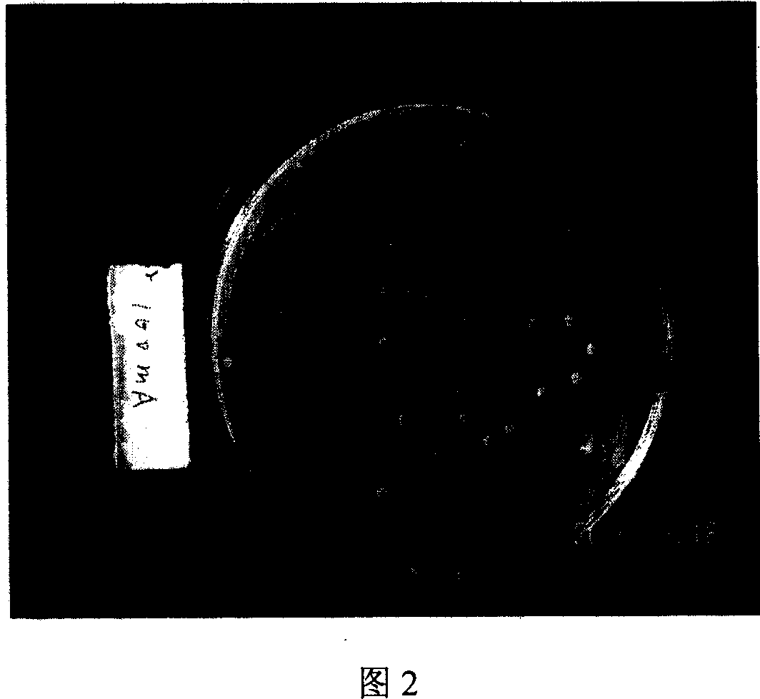 Low power microwave irradiation process for breeding lactic acid bacteria