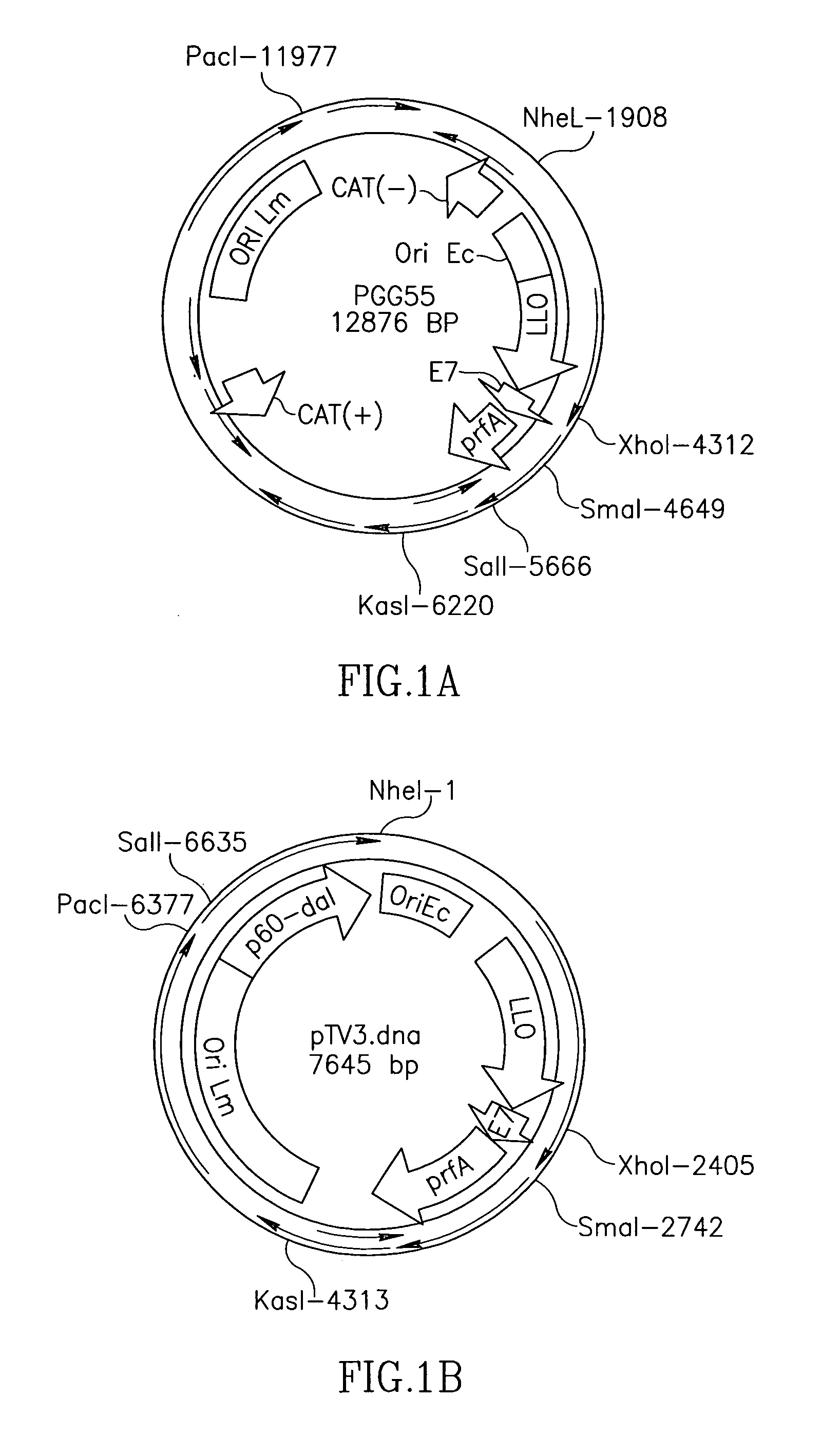 Antibiotic resistance free vaccines and methods for constructing and using same