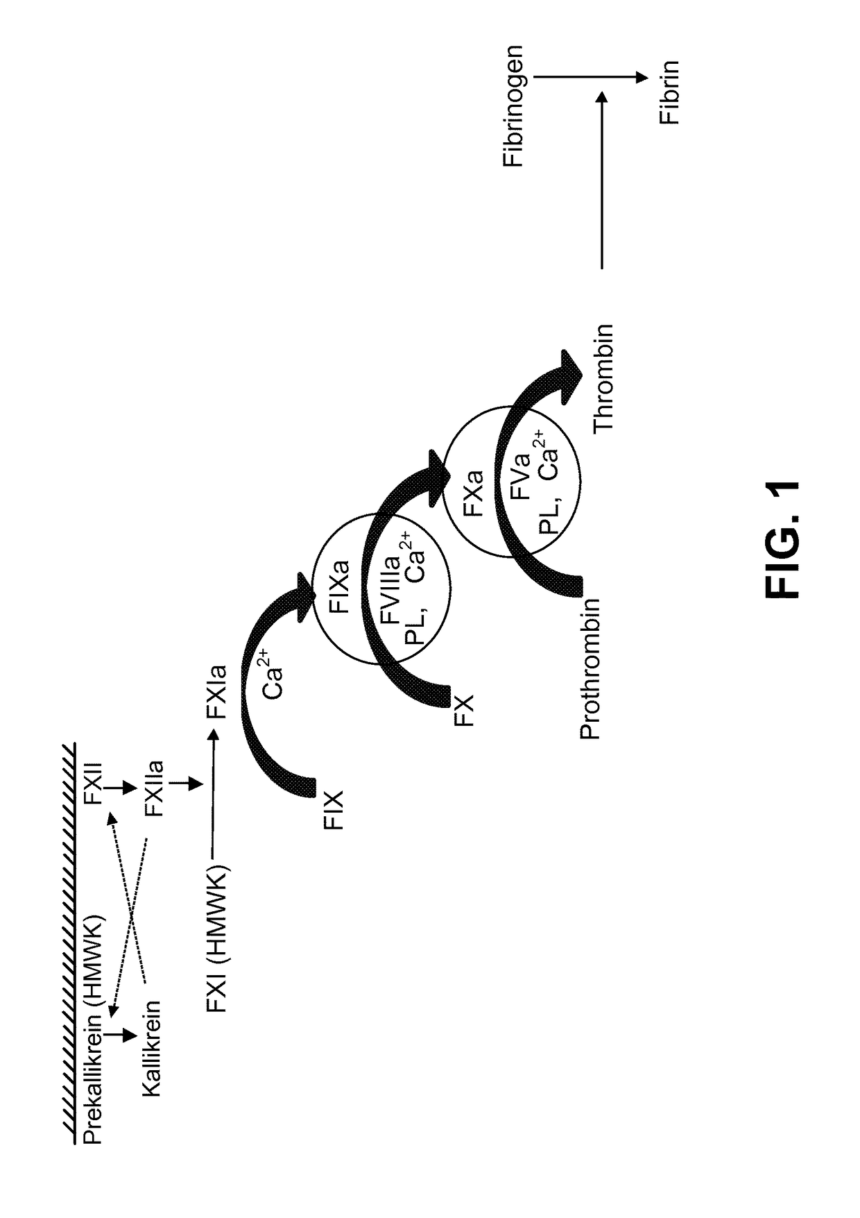 Blood factor monitoring assay and uses thereof