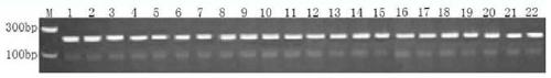 Method for evaluating diversity of marine zooplankton on basis of macro bar code technology