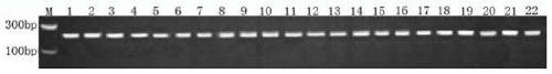 Method for evaluating diversity of marine zooplankton on basis of macro bar code technology