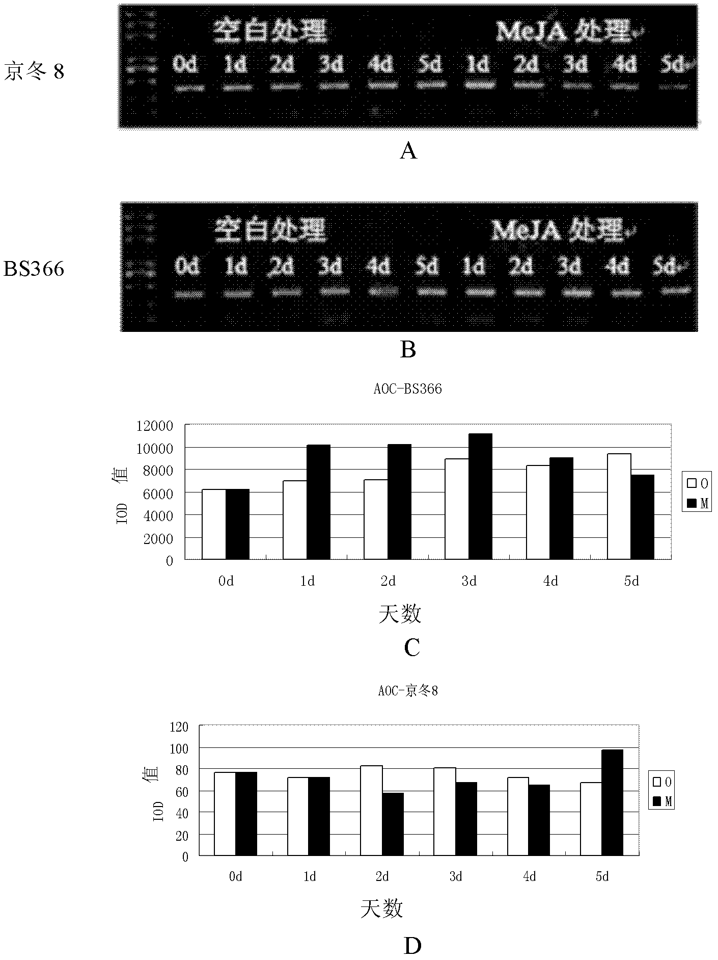 Relevant protein TaAOC for regulating and controlling cracking of plant anther as well as gene and application thereof
