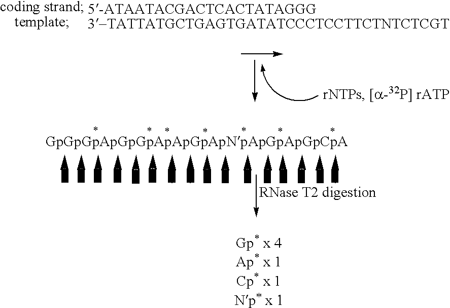 Novel nucleic acid base pair