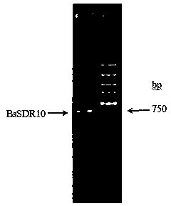Short-chain dehydrogenase and application