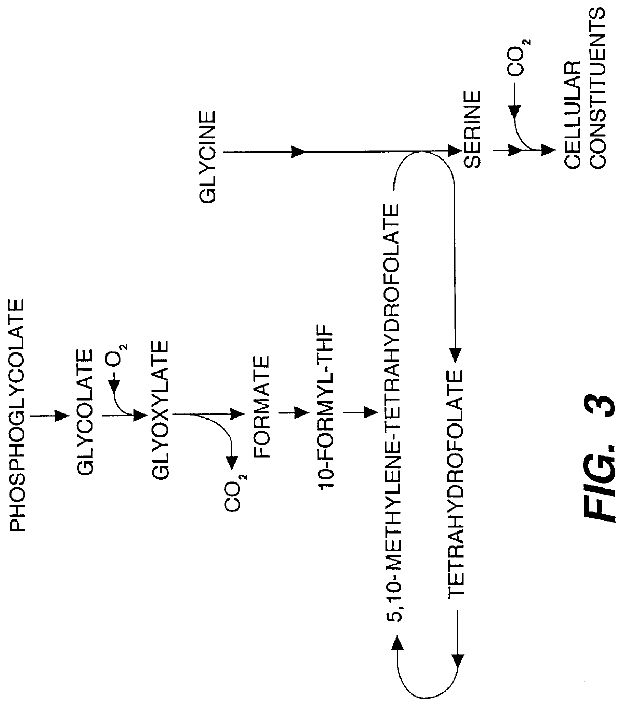 Methods and compositions for enhancing formyltetrahydropteroylpolyglutamate in plants