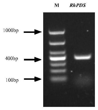 An optimized method for identifying the vigs silencing system of rose rhpds gene