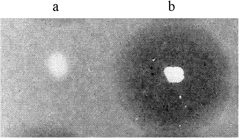 Pichia pastoris wall protein gcw3 and its surface display system and construction method