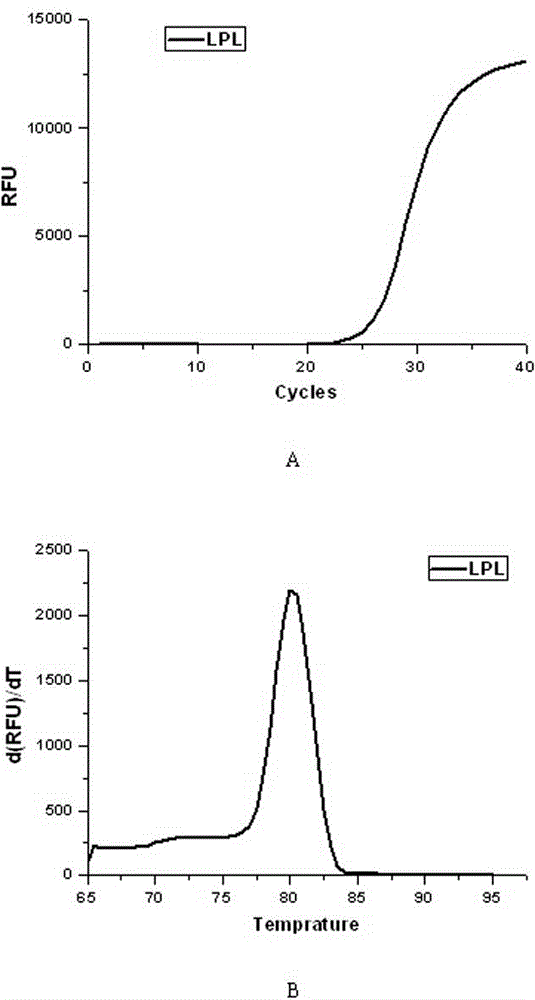 Specific primers for detecting mRNA expression level of bovine LPL (lipoprotein lipase) genes and fluorescent quantitative detecting kit