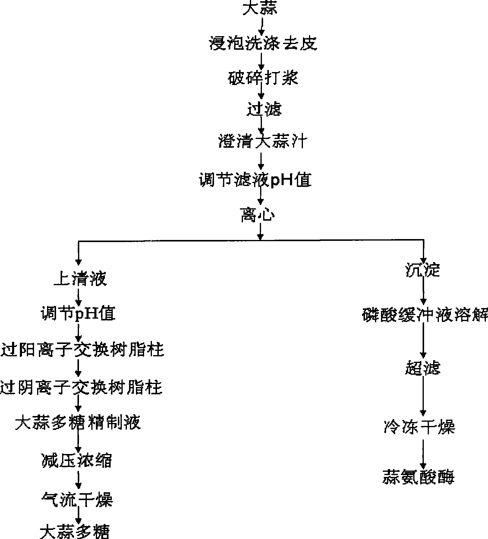 Technique for producing toasted garlic polysaccharides and allinase by using toasted garlic as raw material