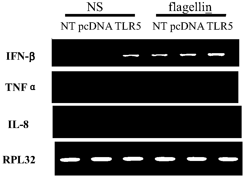 NF-kB dual-luciferase reporter cell for stably expressing swine TLR5 receptor genes and construction method