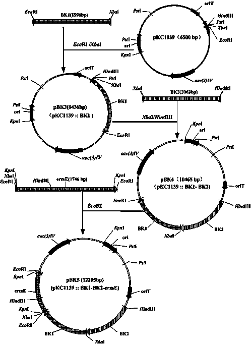 Engineered bacterium for producing tobramycin by direct fermentation and construction and application of engineered bacterium