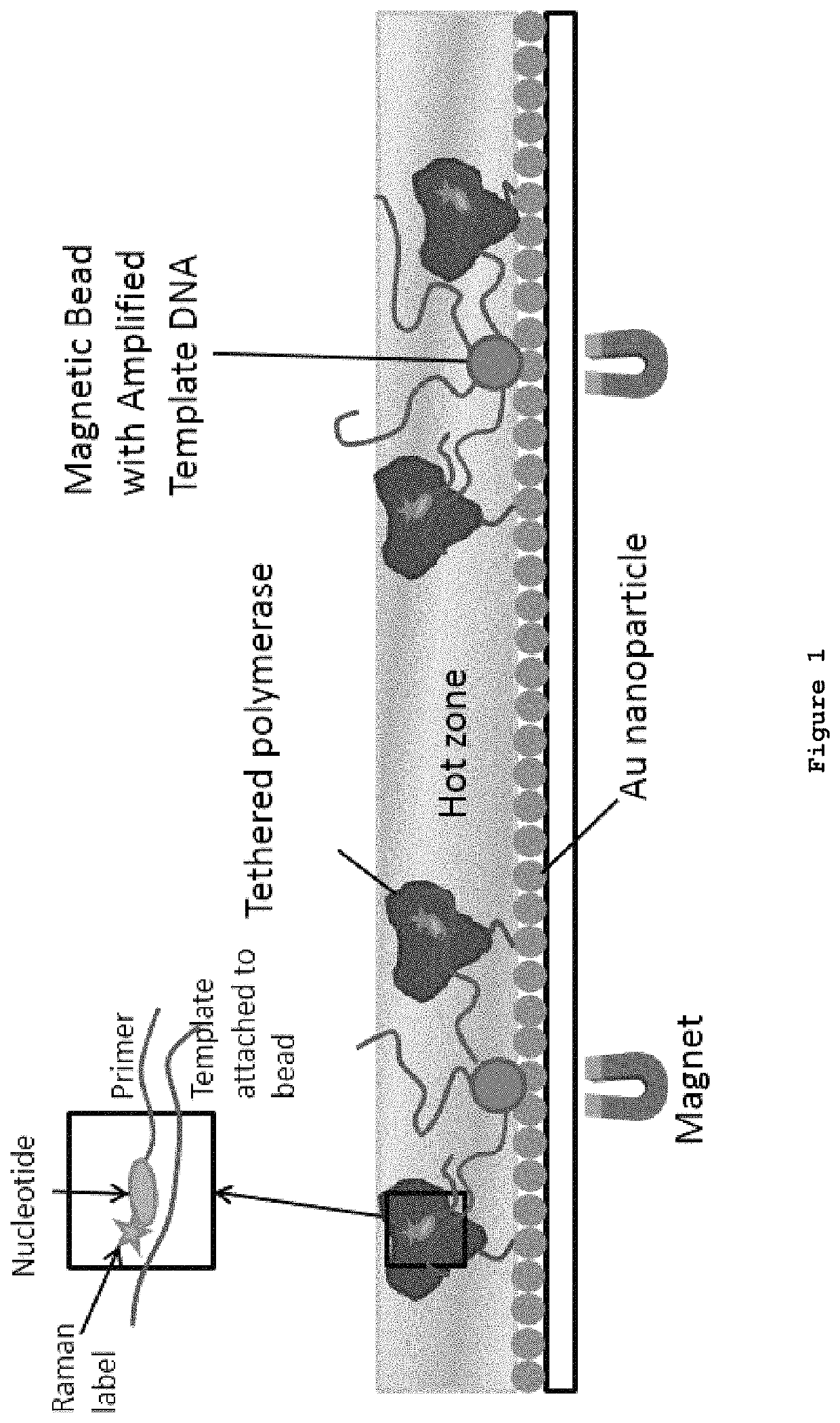 DNA sequencing by synthesis with nucleotide analogues and Raman detection