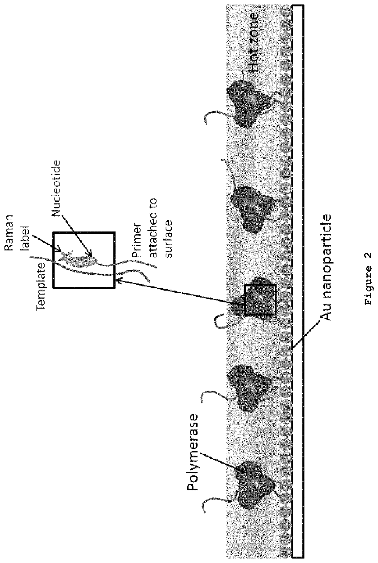 DNA sequencing by synthesis with nucleotide analogues and Raman detection