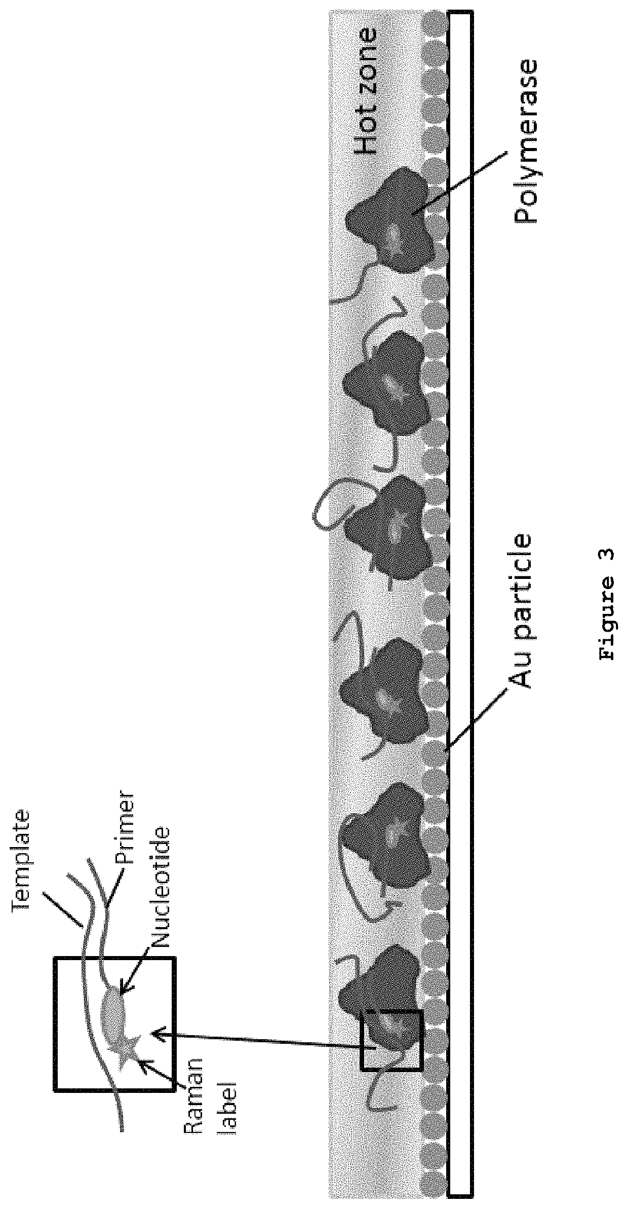 DNA sequencing by synthesis with nucleotide analogues and Raman detection