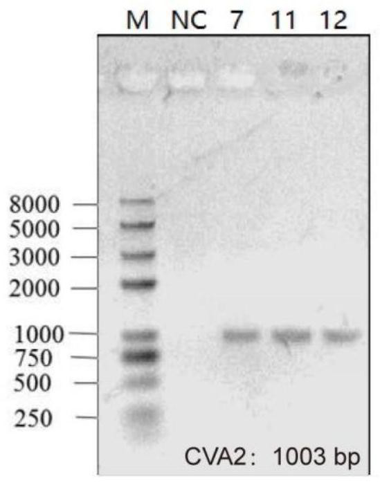 Method for constructing infected animal model by using coxsackie A2 virus strain and application of infected animal model