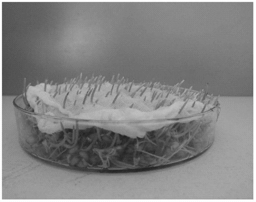 Simple wheat aphid species assay method