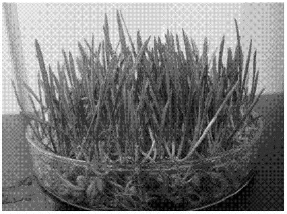 Simple wheat aphid species assay method