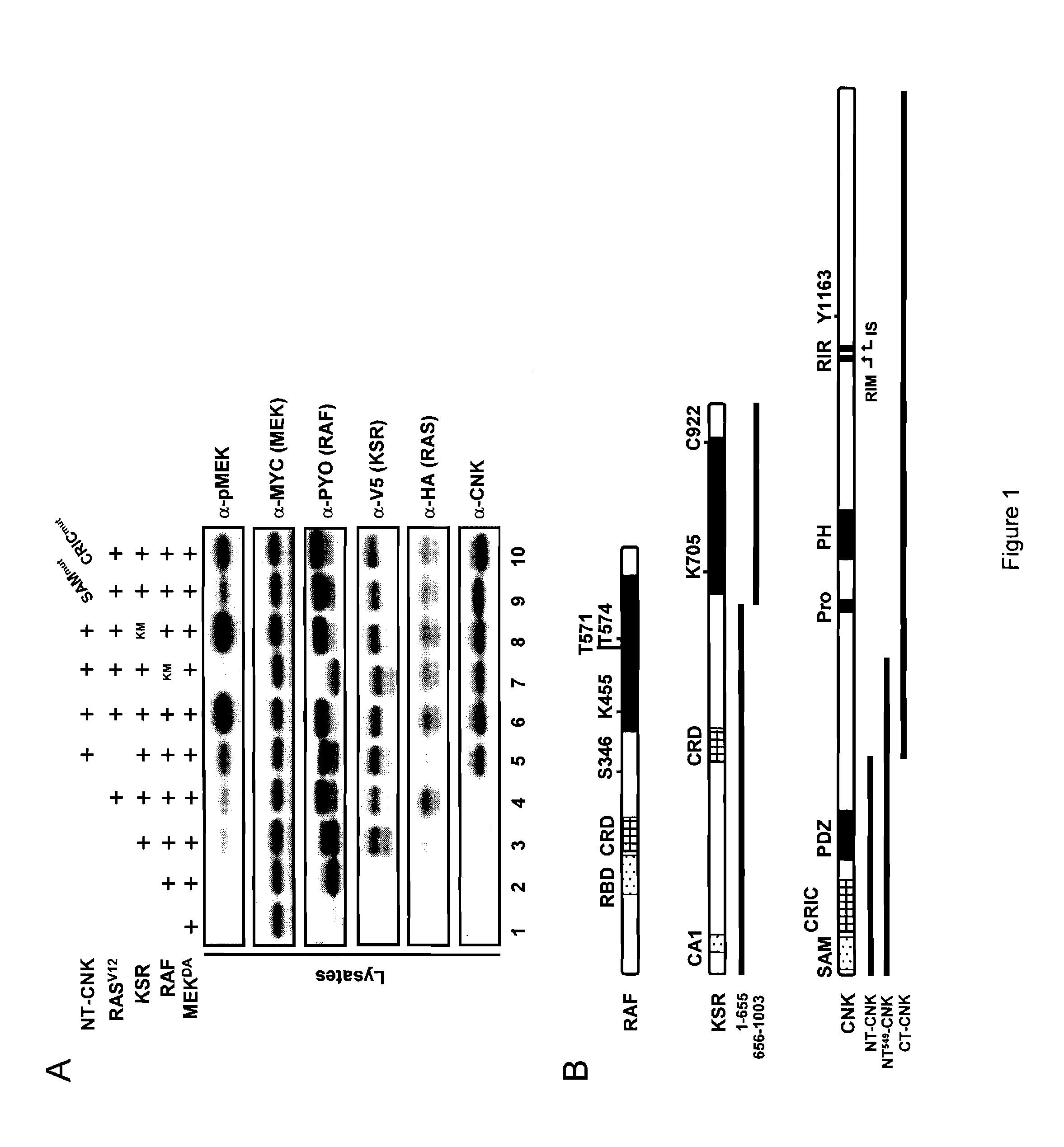 Novel protein member of the ras/mapk pathway, antibodies thereof and methods and kits of using same