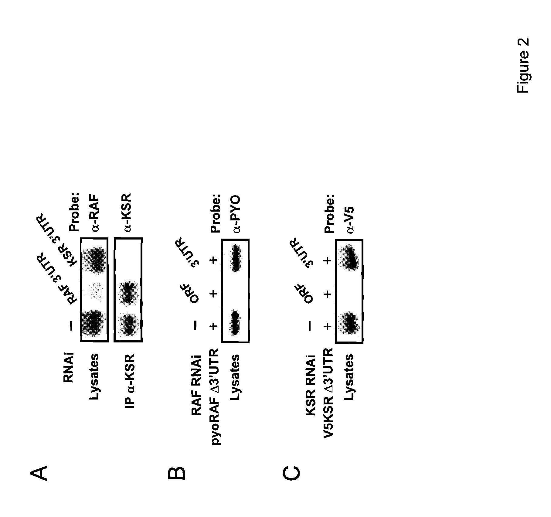 Novel protein member of the ras/mapk pathway, antibodies thereof and methods and kits of using same