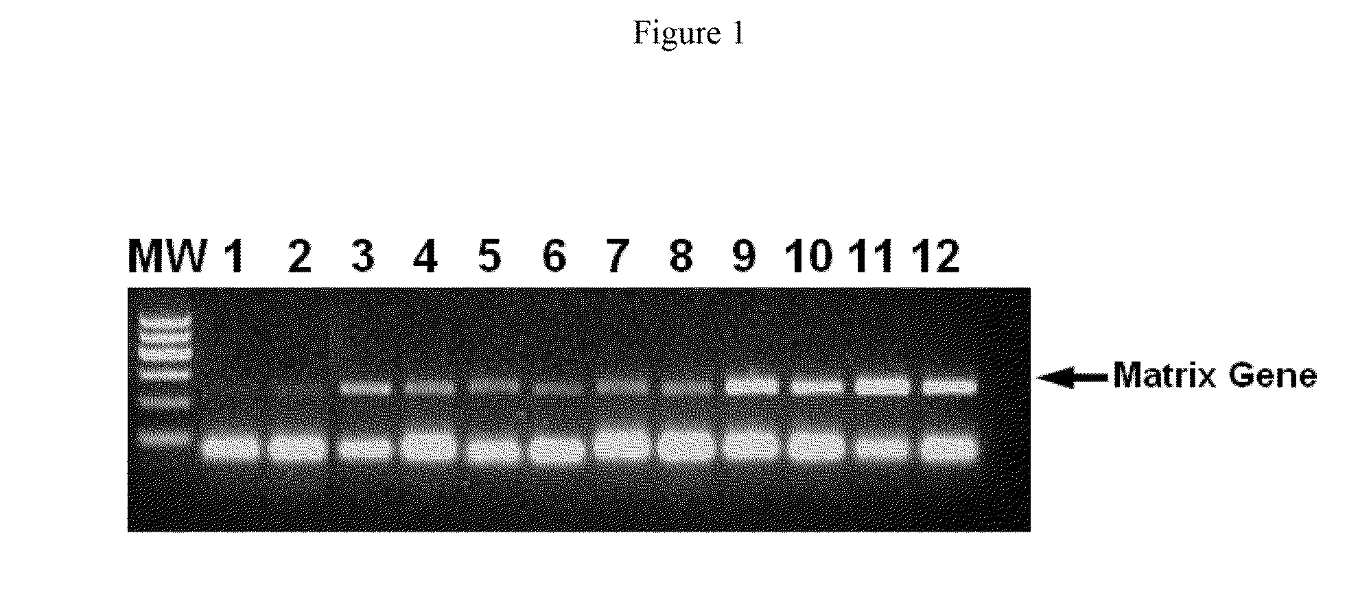 Composition and methods for rt-pcr comprising an anionic polymer