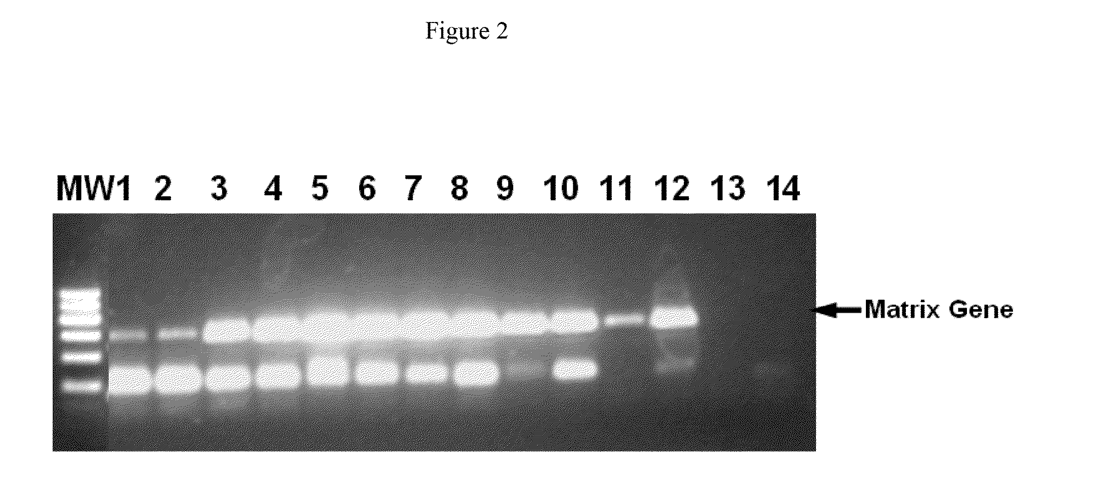 Composition and methods for rt-pcr comprising an anionic polymer