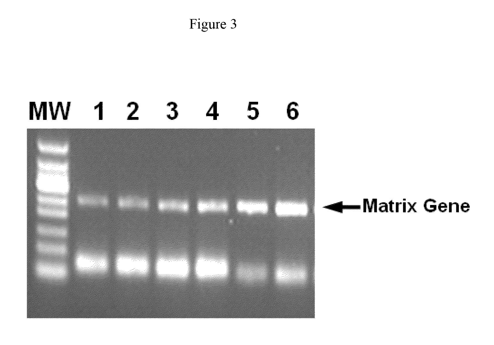 Composition and methods for rt-pcr comprising an anionic polymer