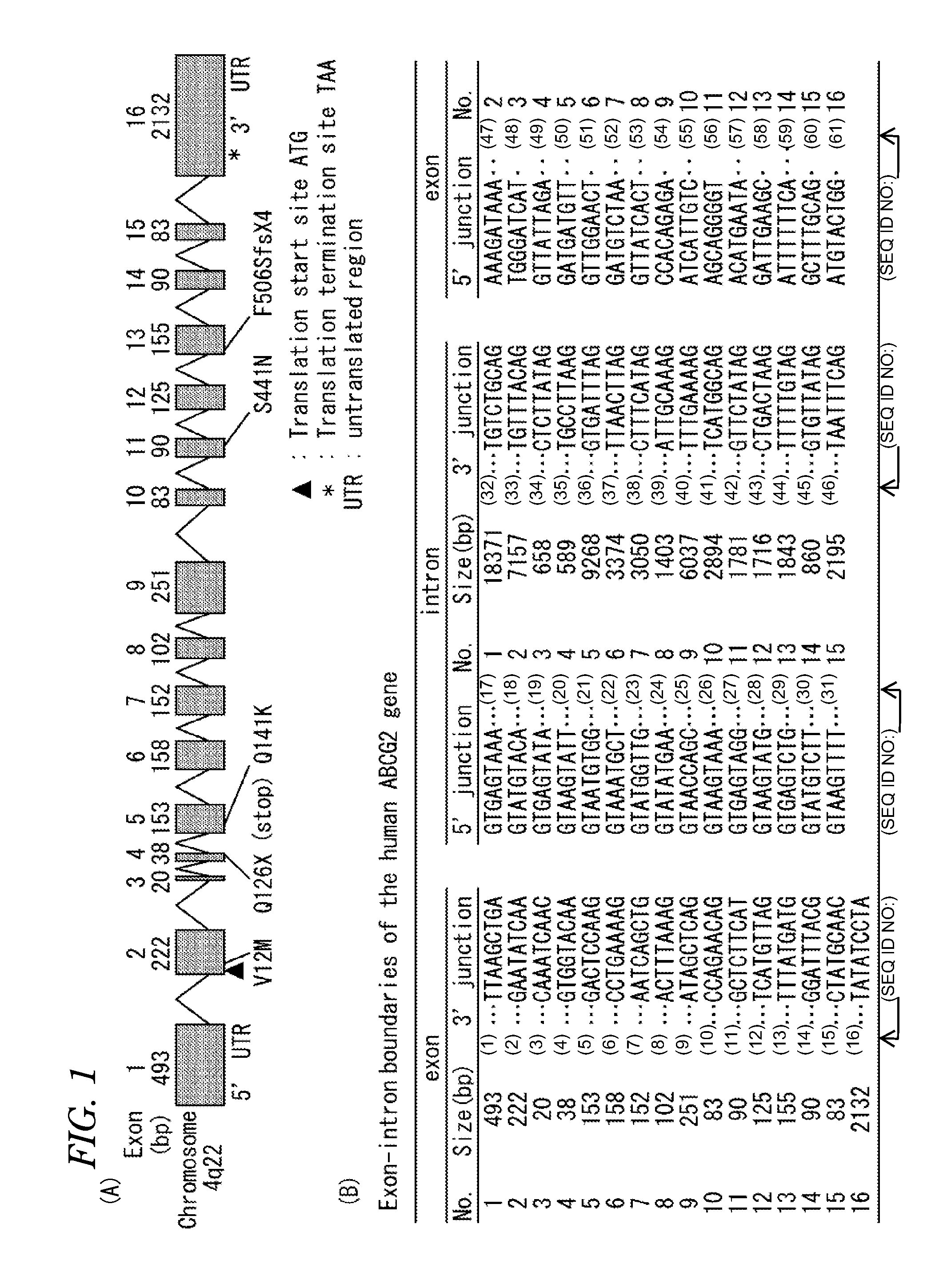 Urate transporter, as well as method and kit for evaluating urate transport-related disease factor and inflammation-related disease factor, and test sample and drug